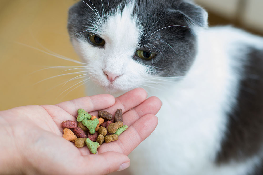 4 Tasty and Healthy Cat Treats to Make at Home