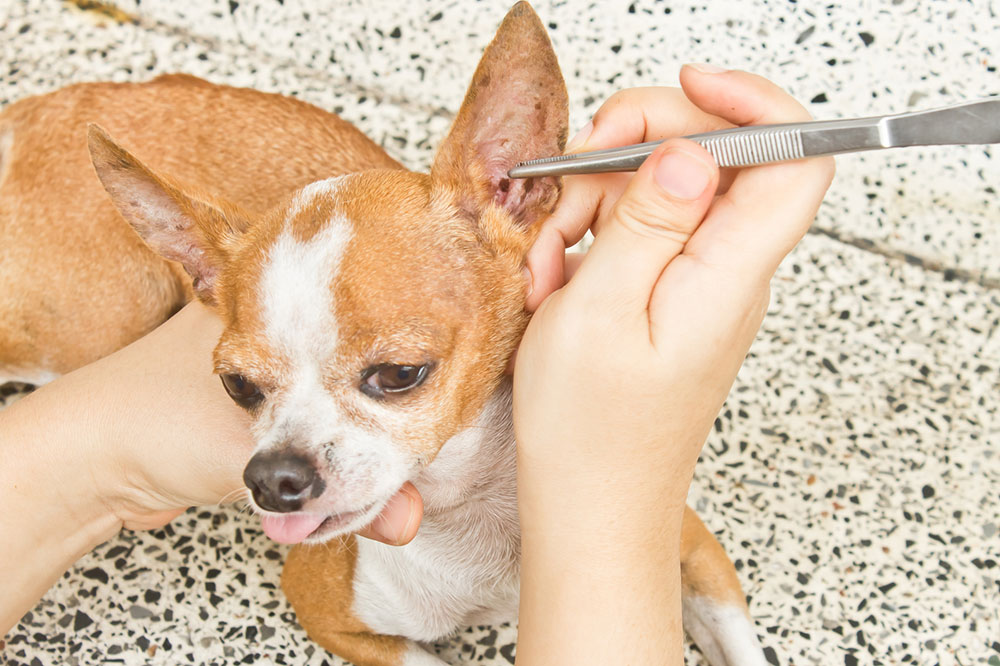 5 Effective Natural Remedies for Fleas and Ticks on Dogs