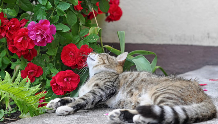 5 Top Toxic Plants for Cats