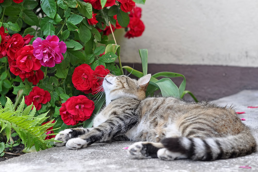 5 Top Toxic Plants for Cats