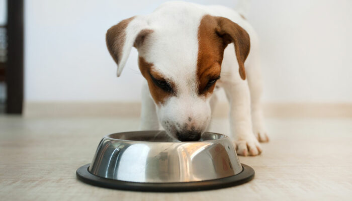 6 Factors That Cause Dog Food Allergies