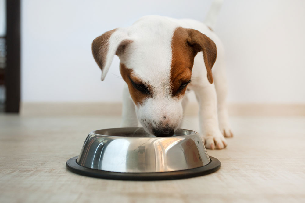 6 Factors That Cause Dog Food Allergies